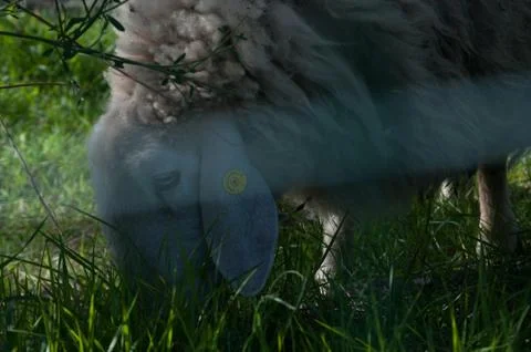 Wool sheep Stock Photos