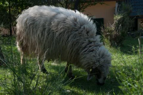 Wool sheep Stock Photos