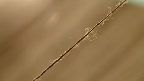 Wool string extreme close up Stock Footage 143252876
