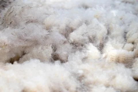 Wool from white sheep Stock Photos