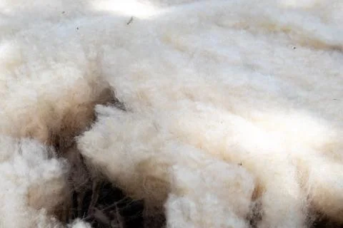 Wool from white sheep Stock Photos