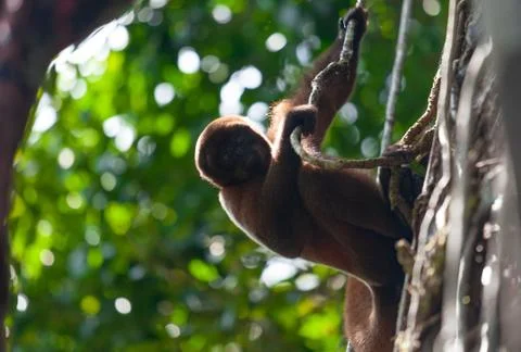 Woolen monkey in nature, sitting on a tree, Amazon river. Fotos Stock