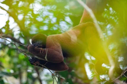 Woolen monkey in nature, sitting on a tree, Amazon river, green blur. Stock Photos
