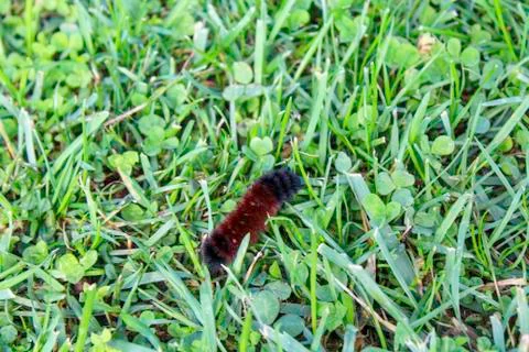 Woolley Bear Caterpillar Stock Photos