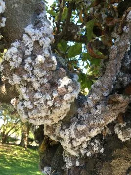 Woolly aphids on apple tree Stock Photos