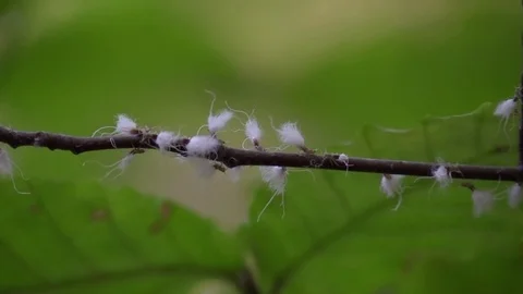 Woolly aphids crawling on a beach tree branch in the forest Video stock 81821269
