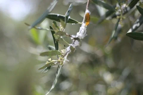 Woolly Aphids Infesting Olive Trees in a Garden Foto stock