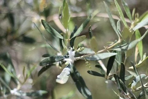 Woolly Aphids Infesting Olive Trees in a Garden Stock Photos