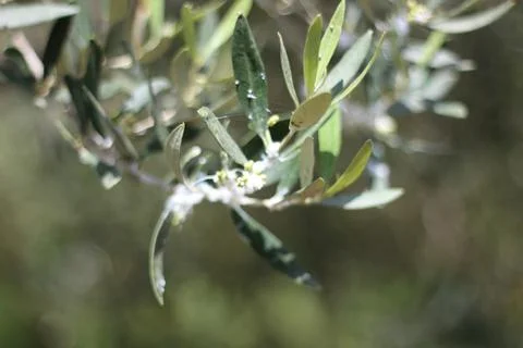 Woolly Aphids Infesting Olive Trees in a Garden Stock Photos