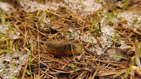 Woolly Bear Caterpillar Crawling Through Melting Snow, Early Spring. Survival Stock Footage 306643334