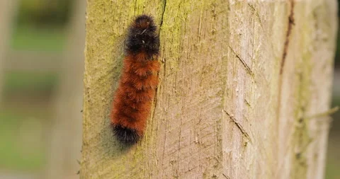 Woolly Bear Caterpillar Crawls Up Post Stock Footage 142004286