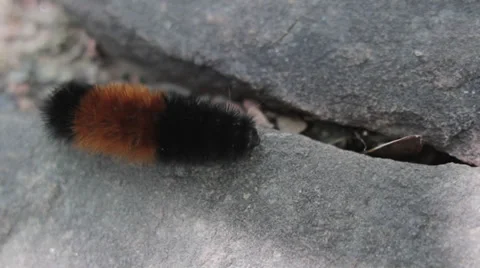 Woolly Bear Caterpillar Stock-Footage 37589788
