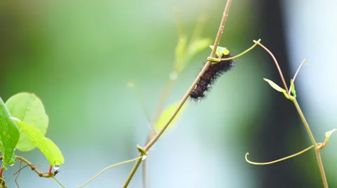 Woolly Bear Caterpillar Stock Footage 62791337