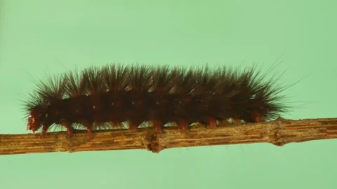 Woolly bear caterpillar with green screen Stock Footage 337394496