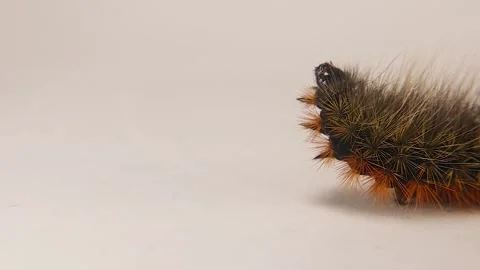 Woolly Bear Caterpillar Head Close-Up on White Background with Copy Space Stock Footage 306599461