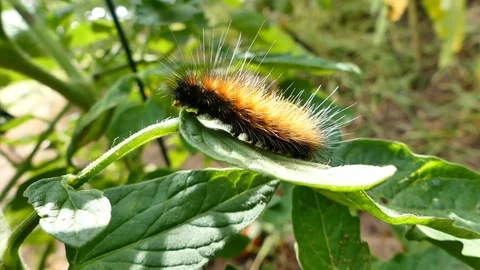 Woolly Bear Caterpillar On the Move;Isabella Tiger Moth; Pyrrharctia Isabella 4K Stock Footage