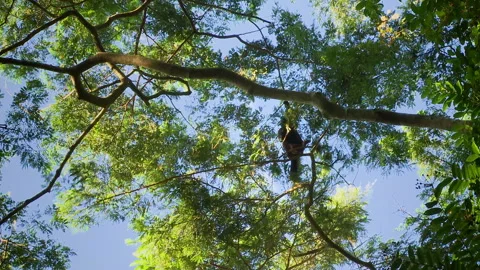 Woolly monkey, Lagothrix, jumps from branch to branch in the rainforest. Stock Footage 269955422