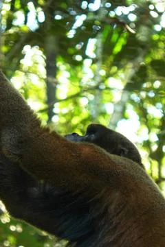 Woolly monkey looking up in the sky Stock Photos