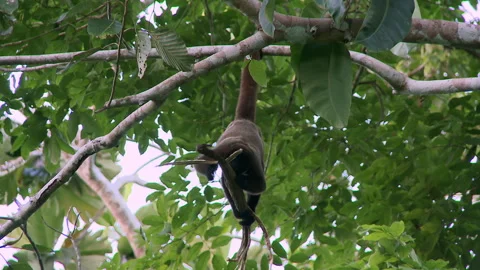 A Woolly monkey playfully feeds on tree branches in the Amazon rainforest. Stock Footage 268433205