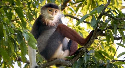 A Woolly Monkey in a tree along a river in the Amazon Rain forest Stock Photos