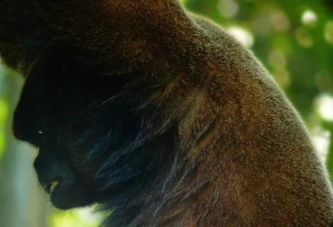 Woolly monkey with a very distinctive expression on his face Stock Photos