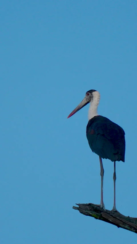Woolly Necked Stork Perched On A Tree Branch In India Stock Footage 344238331