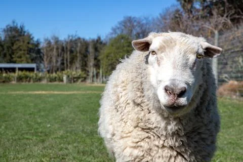 A woolly ram looking Stock Photos