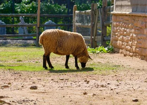 A woolly sheep grazing on a patch of grass in the back of the barn Stock Photos