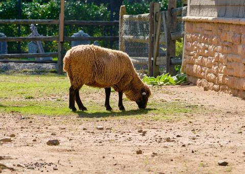 A woolly sheep grazing on a patch of grass in the back of the barn Stock Photos