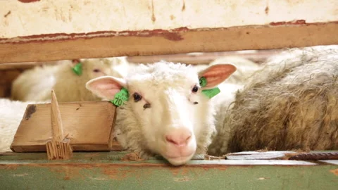 Woolly sheep looking at camera Stock Footage 143483232