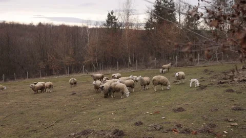 Woolly sheep, open fields, relaxed flock Stock-Footage 328859232