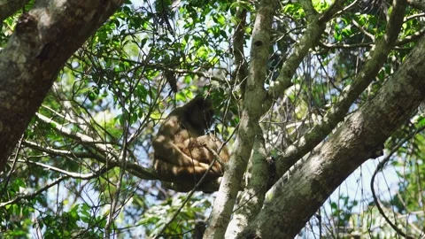 Woolly Spider Monkey on Tree Stock Footage 264390535