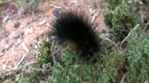 Woolly Worm Stock Footage 74746