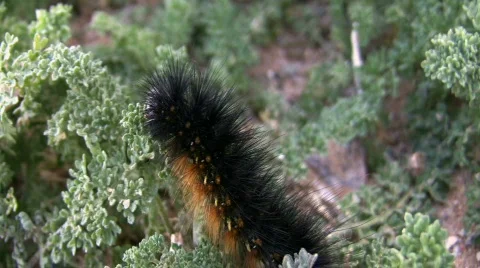 Woolly Worm Stock Footage 74759