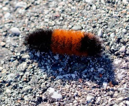 Wooly bear catapillar Stock Photos