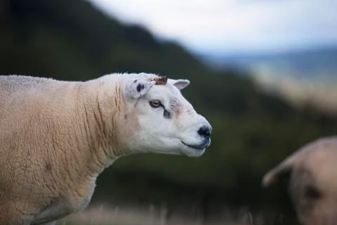 Wooly close up face sheep  Stock Photos