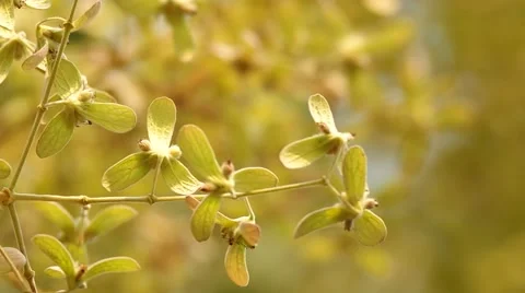 Wooly Congea flowers Stock Footage 48360674