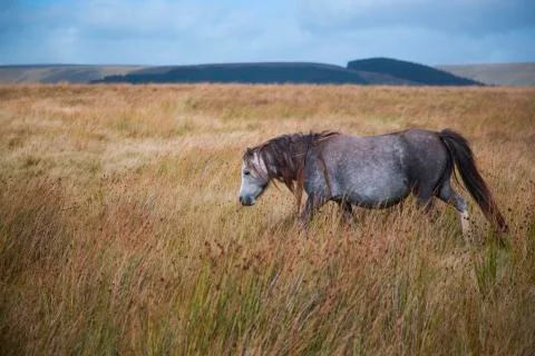 Wooly pony brecon  Stock Photos