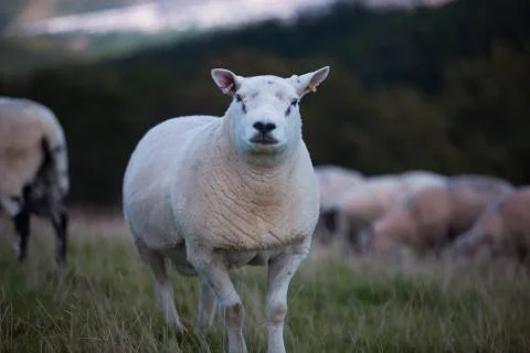 Wooly sheep 2  Stock Photos