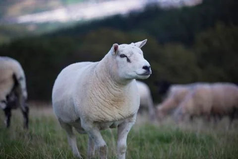 Wooly sheep 3  Stock Photos