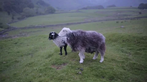 Wooly Sheep 動画素材 53870048