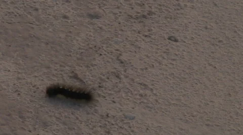 Wooly Worm Run Stock Footage 49443158