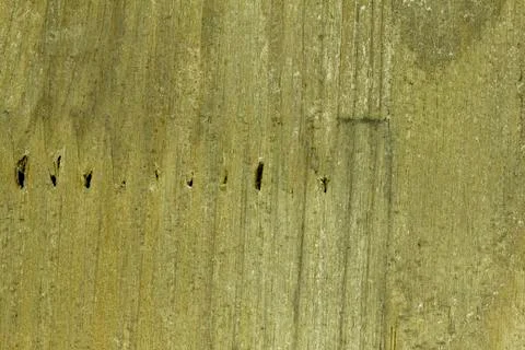 Woood texture as paddern or background Foto stock