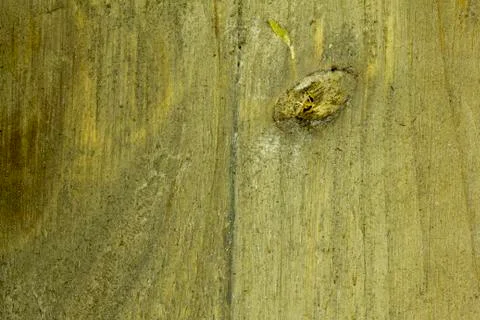 Woood texture as paddern or background Foto stock