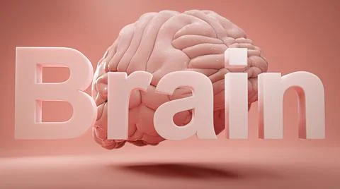 Word brain and model of human brain over pink studio background. Concept of i Stock Illustration