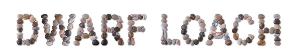 The word "DWARF LOACH" is lined with shells and stones of different shapes an 写真素材