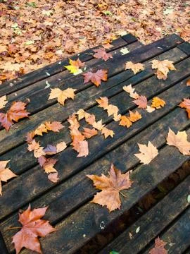Word fall on a table in the forest Stock Photos