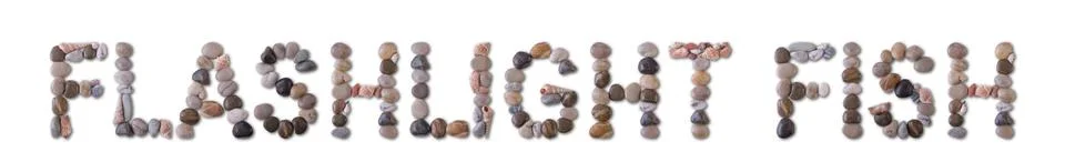 The word "FLASHLIGHT FISH" is lined with shells and stones of different sha.. Stock Photos