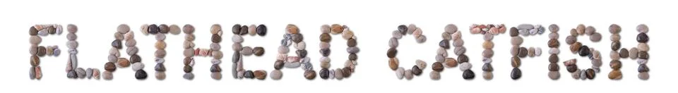 The word "FLATHEAD CATFISH" is lined with shells and stones of different sh.. Stock Photos