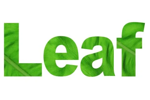 Word leaf Stock Illustration